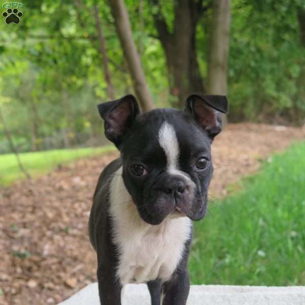Rosie, Boston Terrier Puppy
